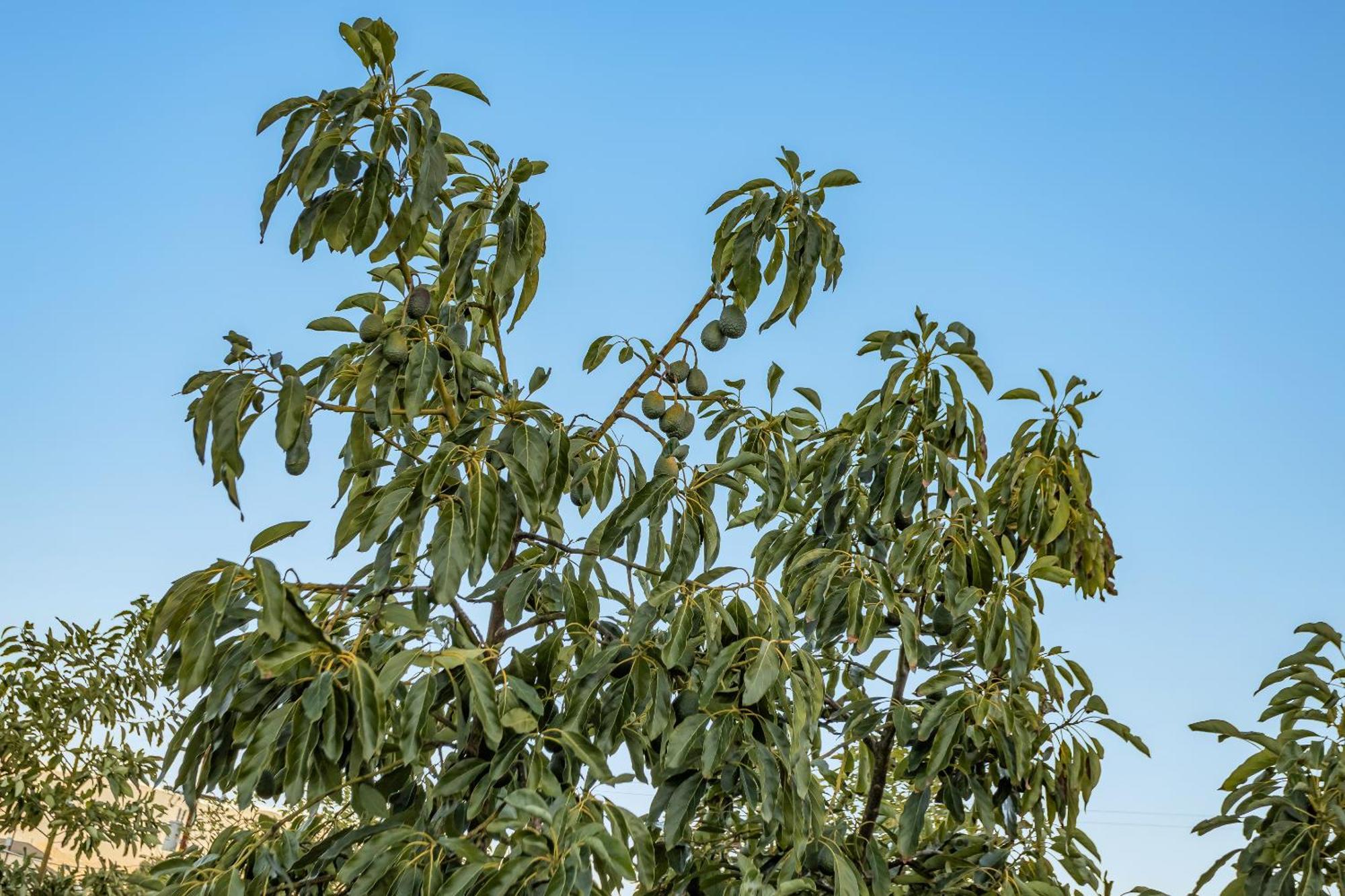 فيلا Avocado Bliss Retreat Valley Center المظهر الخارجي الصورة